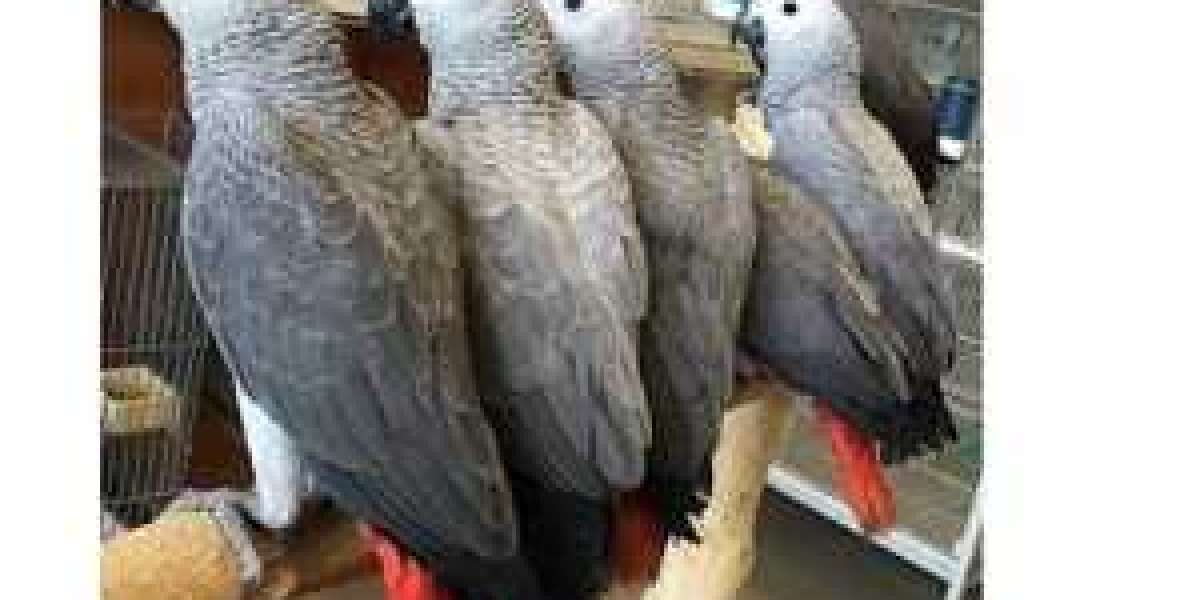 African Grey Parrots for Sale: How to Make Sure You Get a Great Bird!